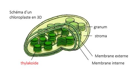 Dia Sch Ma D Un Chloroplaste Diagram Quizlet