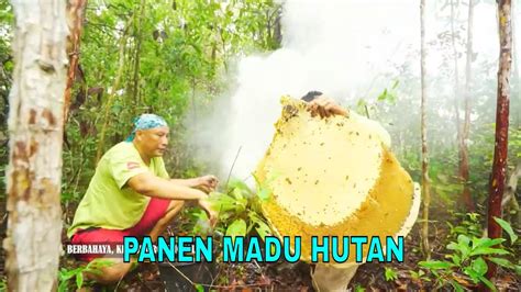 Panen Dan Mengolah Madu Hutan Jejak Si Gundul Youtube