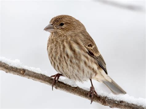 House Finch - NestWatch