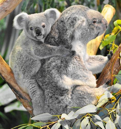 A Baby Koala is called Joey