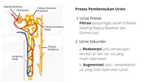 Ginjal Sistem Ekskresi Pada Manusia GURU SUMEDANG