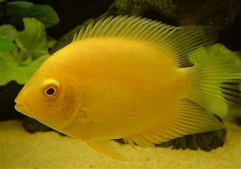 Cara Ternak Ikan Severum Ternak Ikan Hias