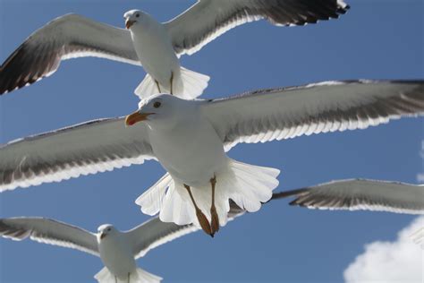 Seabirds Flying Photos, Download Free Seabirds Flying Stock Photos & HD ...