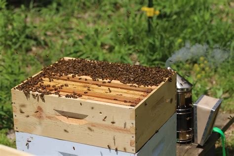 Honey Bee Swarms Moved to Apiary — Ohio Valley Apiaries