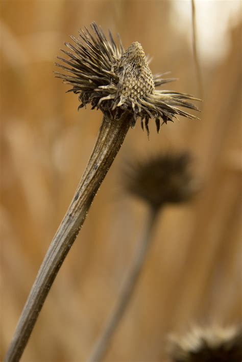 Echinacea Seedhead Scott Weber Flickr