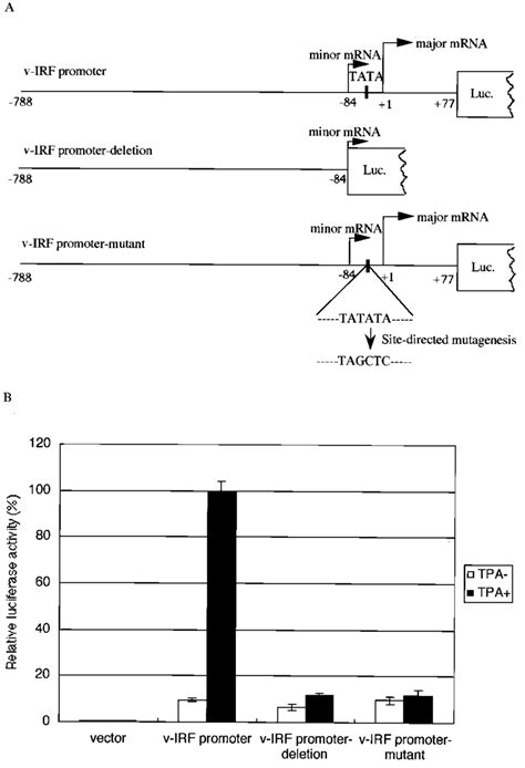 Activation Of The VIRF Promoter 3 End Deletion Mutant And TATA Element