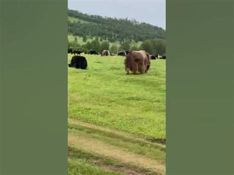 Түнхэл тосгон 🥰🥰🥰 - YouTube