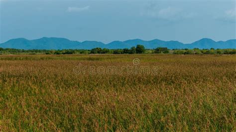 Bokor Mountain National Park in Kampot, Cambodia Stock Image - Image of ...