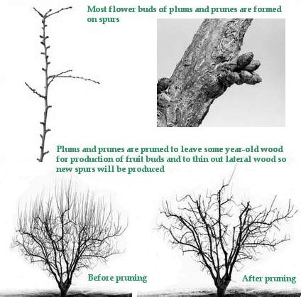 Pruning Flowering Plum Trees | Best Flower Site