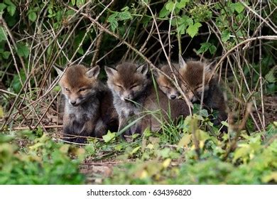 Fox Cubs Stock Photo 634396820 | Shutterstock