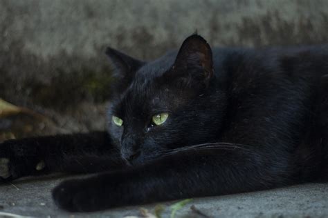 Henrietta Lounging In Heat Scott Weber Flickr