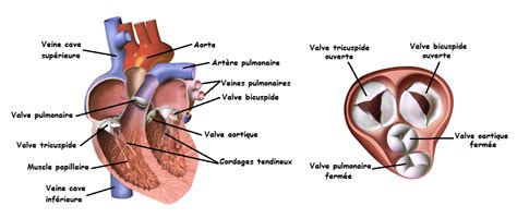 Physiologie Des Syst Mes Int Gr S Les Principes Et Fonctions Cr Dits