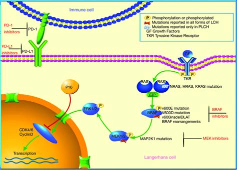 Mapk Erk Signaling Pathway Novus Biologicals Hot Sex Picture