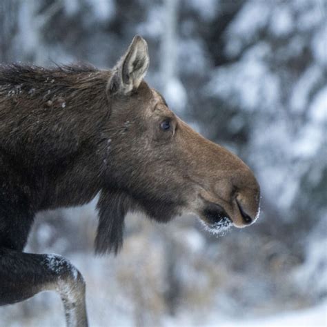 12 Revealing Facts About Moose Factopolis