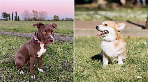 What is a Corgi Pitbull Mix? The Complete Corgi Pit Guide