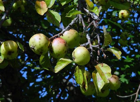 Malus Pumila Cultivated Apple Go Botany