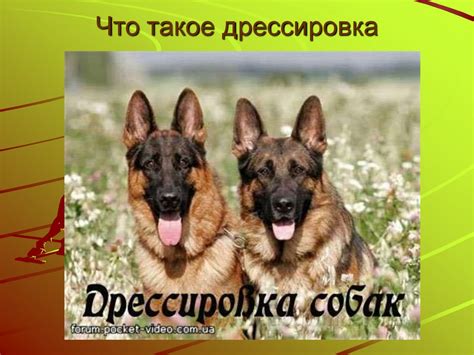 Общий курс дрессировки - презентация онлайн