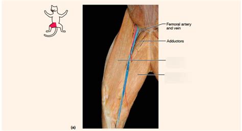 ANATOMY AND PHYSIOLOGY: CAT DISSECCTION LAB: LEG pt 3 Diagram | Quizlet