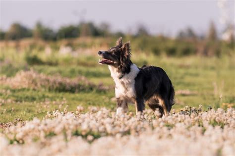 Qual è il cane più veloce al mondo kitog