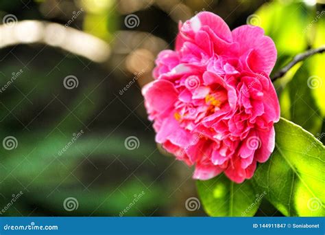 Pink Gardenia Flowers in the Garden Stock Image - Image of background ...