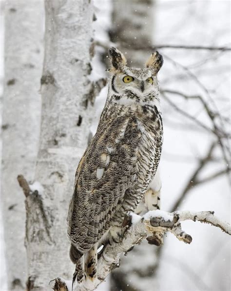 A long eared owl flying stock image. Image of face, great - 18024317