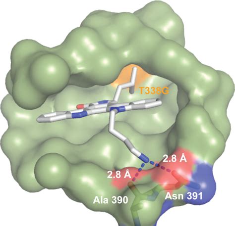 X Ray Co Crystal Structure Of Star 12 Bound To The Kinase Domain Of