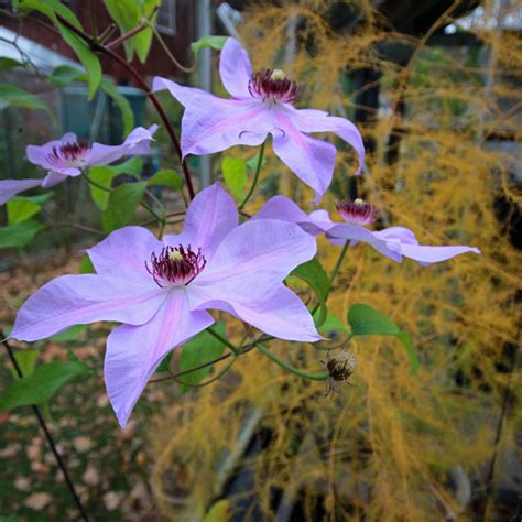 Clematis ‘blue Ravine Viridis