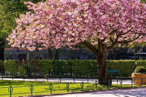 "Spring blossom, Bergen, Norway." by Paulius Bruzdeilynas | Redbubble