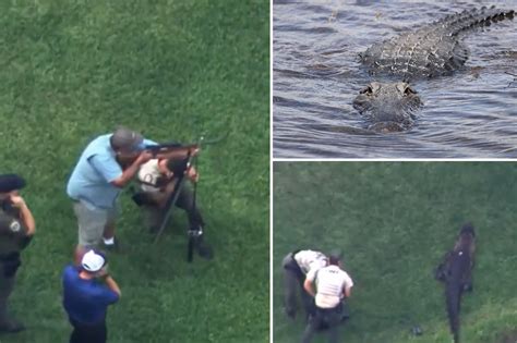 Crocodile Attack Human