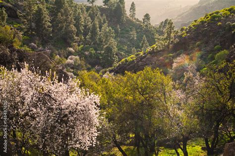 Spring In Gran Canaria Inagua Natural Park Green Landscape With