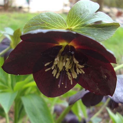 Black Hellebore - Flower Essences | Flower Remedies | Tree Frog Farm