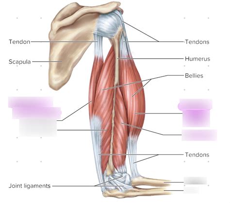 Elbow Flexion Diagram | Quizlet