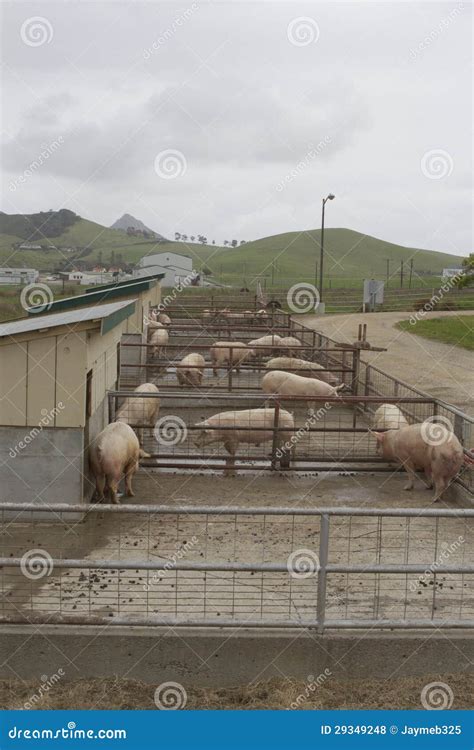 Pigs In Pens Stock Photo Image Of Farm Outdoors Mammal 29349248