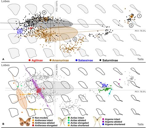 Geometric Morphometric Analysis Of Hindwing Shape Reveals Changes In