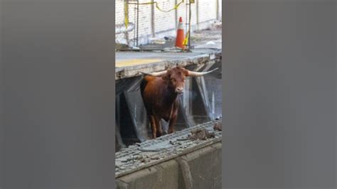 Runaway Bull Shuts Down Nj Transit Train Station Shorts Youtube