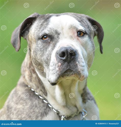 Pit Bull Stock Image Image Of Green Nature American 42869415