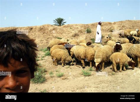 Marsh Arabs Iraq High Resolution Stock Photography and Images - Alamy