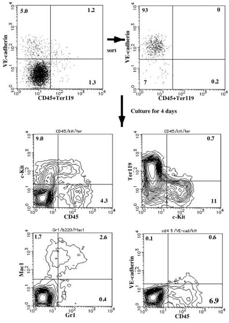 Hemogenic Potential Of VE Cadherin CD45 Ter119 Cells In The Yolk