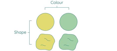 Genetic Crosses | Dihybrid Crosses | Studyclix