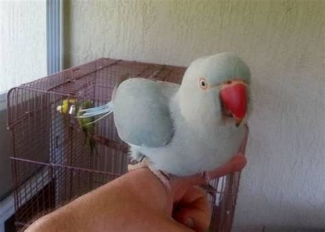 * BLUE INDIAN RINGNECK PARROT & CAGE* for Sale in Melbourne, Florida ...