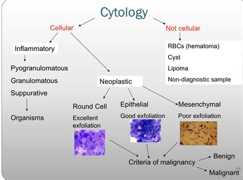 Intro To Clinical Medicine Intro To Oncology Flashcards Quizlet