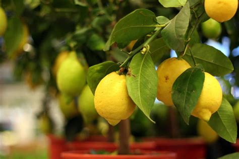 A Complete Guide Through The Lemon Tree Growth Stages