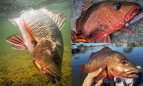 Teknik Paling Padu Mancing Kakap Merah Umpan