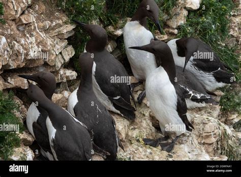 Common Guillemot Uria Aalge Rspb Bempton Cliffs Yorkshire Uk Stock