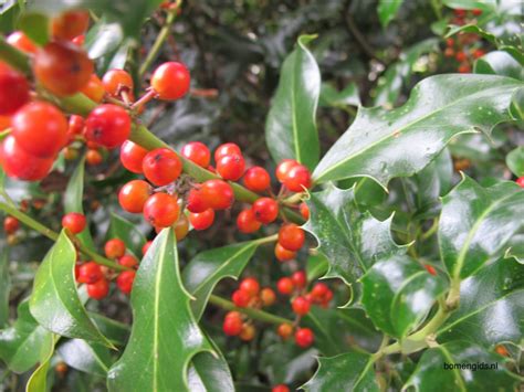 Herken de boomsoort NL: Hulst; Latin: Ilex aquifolium; UK: Holly; GE ...