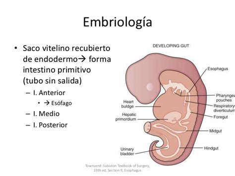 Embriología