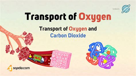 Oxygen And Carbon Dioxide Transport