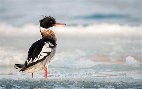 Red-breasted Merganser | Audubon Field Guide