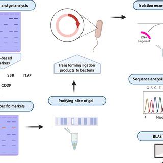 Schematic Showing The Stepwise Processes In Developing Sex Specific