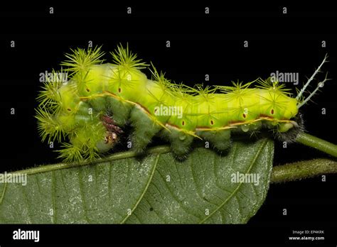 Oruga venenosa de la polilla espinosa fotografías e imágenes de alta